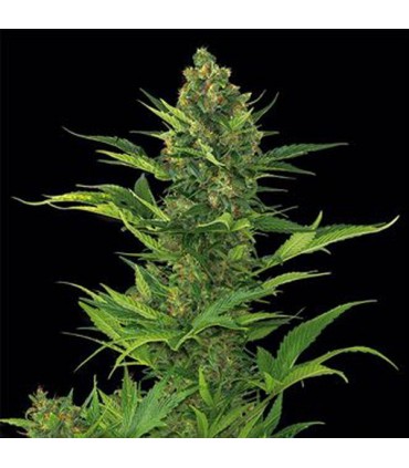 Auto Amnesia XXL 25 u. fem. Dinafem