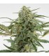 Auto Critical + 2.0 - 25 u. fem. Dinafem