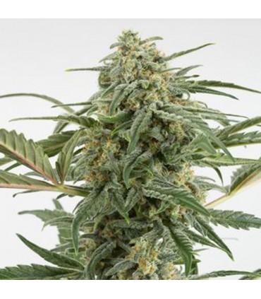 Auto Critical + 2.0 - 25 u. fem. Dinafem