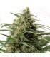 Auto Moby Dick XXL 25 u. fem. Dinafem