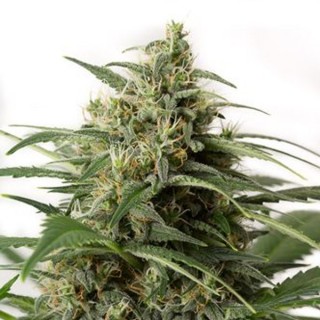 Auto Moby Dick XXL 25 u. fem. Dinafem