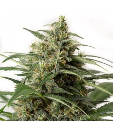 Auto Moby Dick XXL 25 u. fem. Dinafem