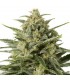 Auto White Widow XXL 25 u. fem. Dinafem
