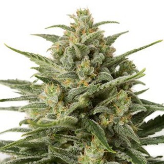 Auto White Widow XXL 25 u. fem. Dinafem