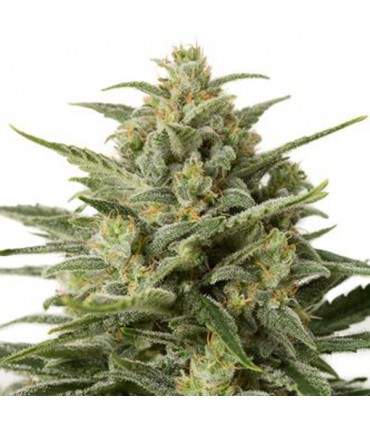 Auto White Widow XXL 25 u. fem. Dinafem