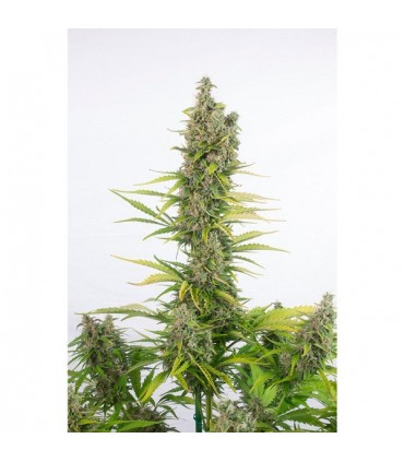 Auto Amnesia CBD  3 u. fem. Dinafem