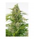 Auto Cheese CBD fem. Dinafem