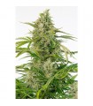 Auto Cheese CBD fem. Dinafem