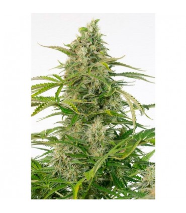 Auto Cheese CBD 10 u. fem. Dinafem