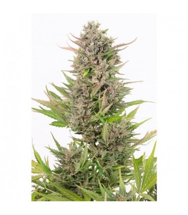 Auto Critical+  CBD 10 u. fem. Dinafem