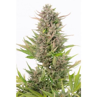 Auto Critical+  CBD  3 u. fem. Dinafem