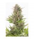 Auto Critical+  CBD  5 u. fem. Dinafem