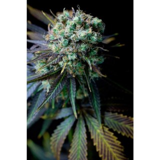 Dinamed CBD  3 u. fem. Dinafem