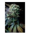 Dinamed CBD  5 u. fem. Dinafem