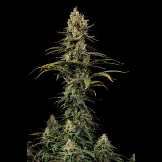 Early Amnesia CBD fem. Dinafem