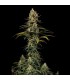 Early Amnesia CBD  3 u. fem. Dinafem