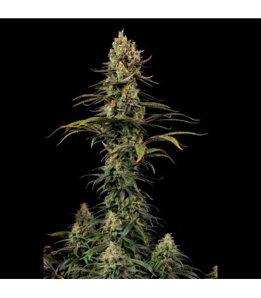 Early Amnesia CBD  3 u. fem. Dinafem