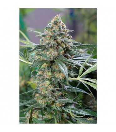 Auto OG Kush CBD 10 u. fem. Dinafem
