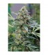 Auto OG Kush CBD  5 u. fem. Dinafem