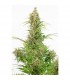 Auto White Widow CBD 10 u. fem. Dinafem