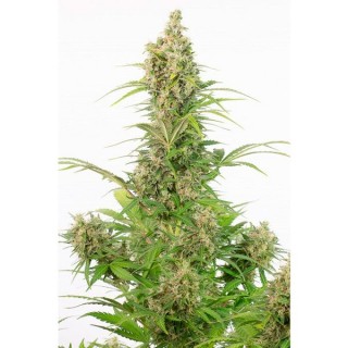 Auto White Widow CBD 10 u. fem. Dinafem