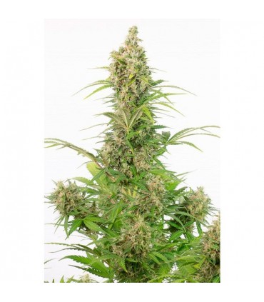 Auto White Widow CBD  5 u. fem. Dinafem