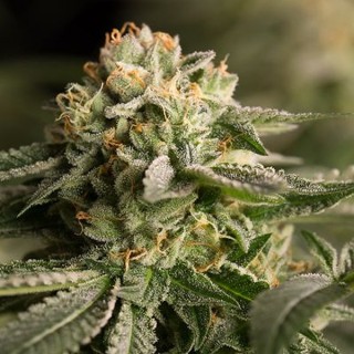 Remo Chemo fem. Dinafem