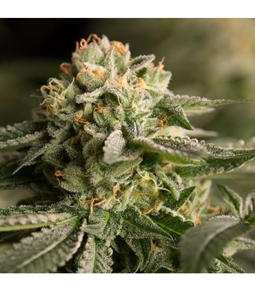 Remo Chemo  3 u. fem. Dinafem