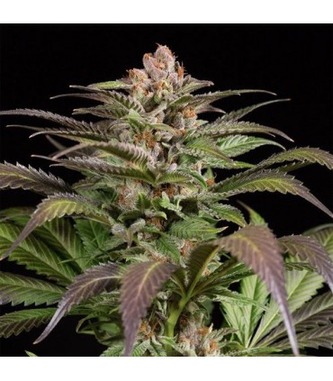 PurpsN1  3 u. fem. Dinafem