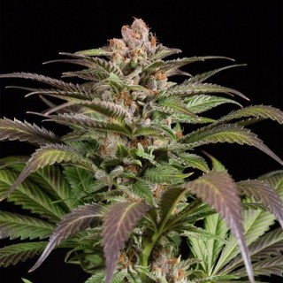 PurpsN1 10 u. fem. Dinafem