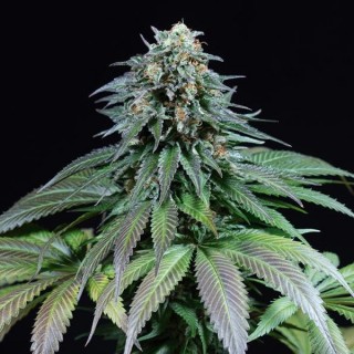 Purple Moby Dick fem. Dinafem