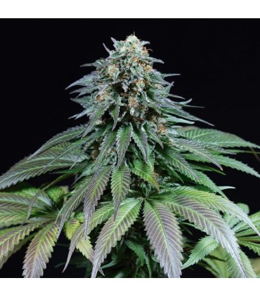 Purple Moby Dick  5 u. fem. Dinafem