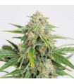 Auto Dinamed CBD fem. Dinafem