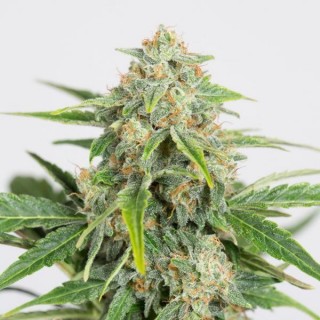 Auto Dinamed CBD  3 u. fem. Dinafem