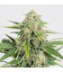 Auto Dinamed CBD  5 u. fem. Dinafem