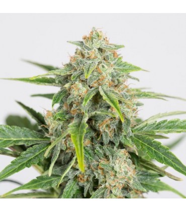 Auto Dinamed CBD  5 u. fem. Dinafem