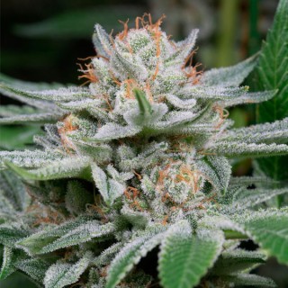 Gorilla  5 u. fem. Dinafem