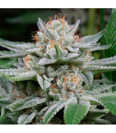 Gorilla  5 u. fem. Dinafem