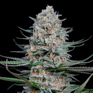 Quick Critical  5 u. fem. Dinafem