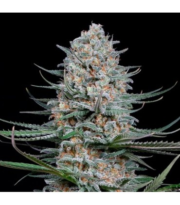 Quick Critical  5 u. fem. Dinafem