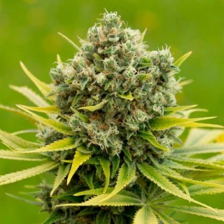 Dinamed CBD Plus fem. Dinafem