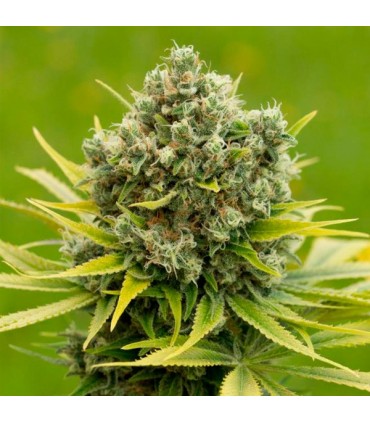 Dinamed CBD Plus fem. Dinafem