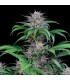Quick Kush fem. Dinafem