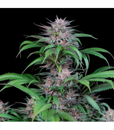 Quick Kush fem. Dinafem