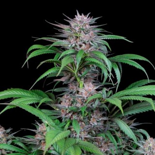 Quick Kush  3 u. fem. Dinafem