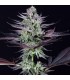 Blueberry Cookies  3 u. fem. Dinafem