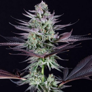 Blueberry Cookies  5 u. fem. Dinafem