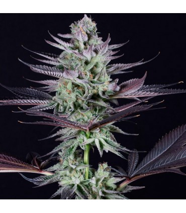 Blueberry Cookies  5 u. fem. Dinafem