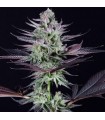 Blueberry Cookies 10 u. fem. Dinafem