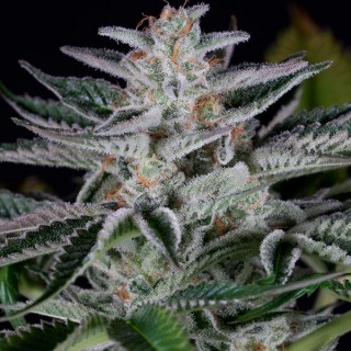 Ocean Grown Cookies fem. Dinafem